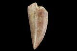 Serrated, Raptor Tooth - Beautiful Tooth #124787-1